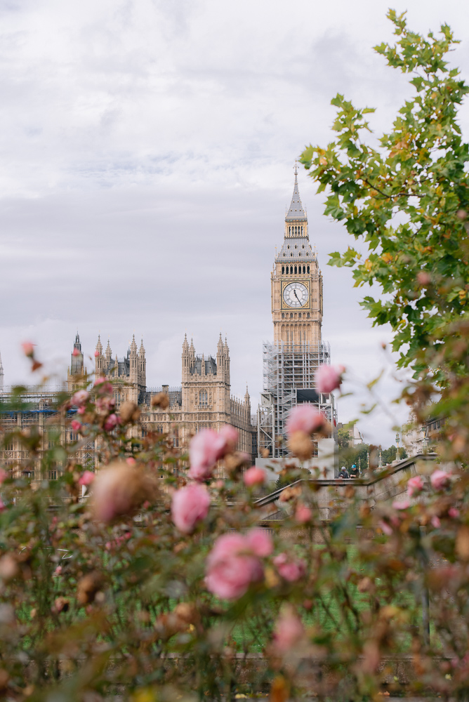 Big Ben framed through pink roses