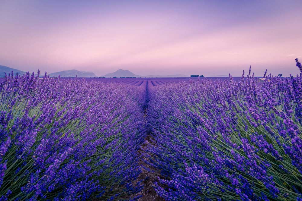 Visit Lavender Fields