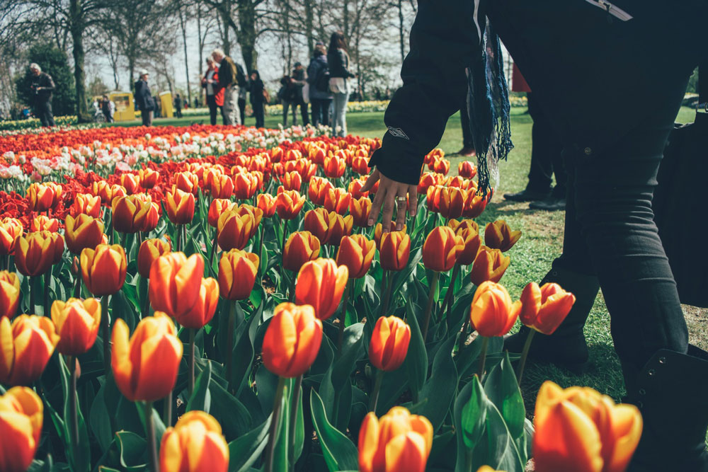 Tulips in Keukenhof Gardens