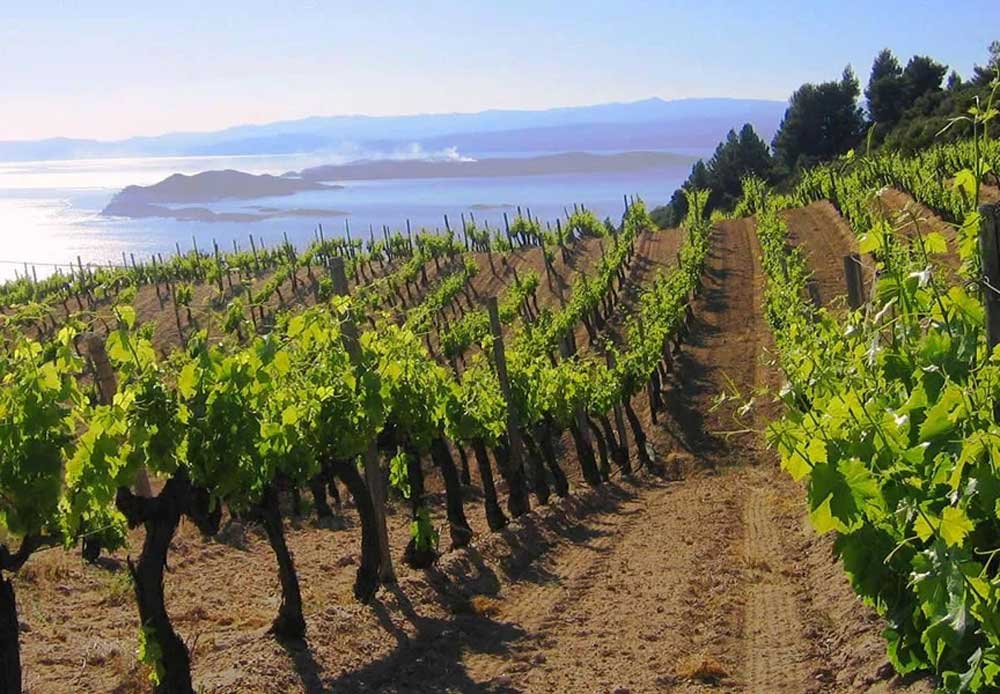 Santorini Vineyard