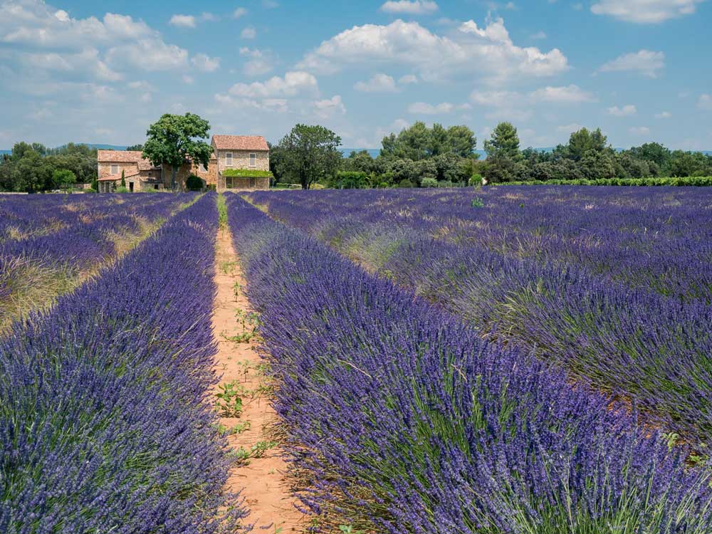 Provence Lavender Field Proposal Ideas in Spring